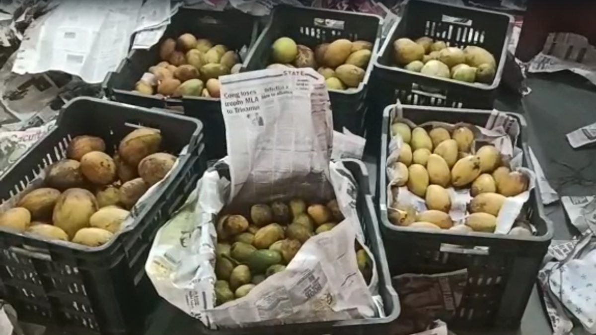 image of mango festival image of mango festival