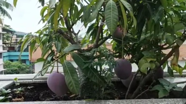 এক কেজি আমের দাম প্রায় ৩ লক্ষ টাকা এক কেজি আমের দাম প্রায় ৩ লক্ষ টাকা