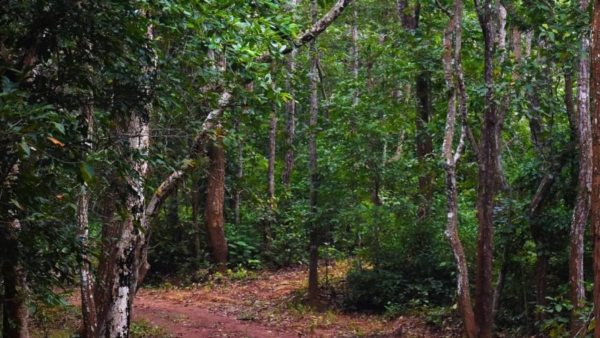 সাতকোশিয়ার জঙ্গল সাতকোশিয়ার জঙ্গল
