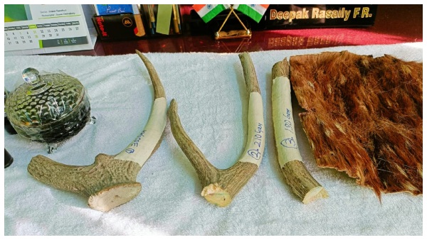 কোবরার তেল উদ্ধার