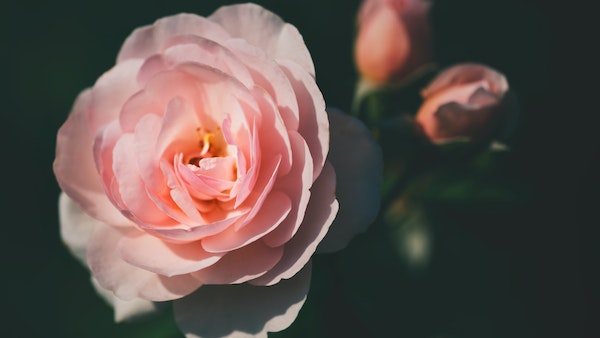 image of Rose image of Rose