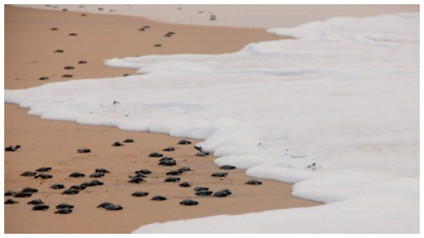 তানজানিয়া