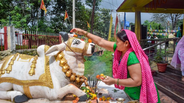 image of nandi