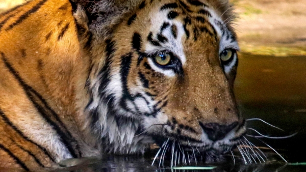  হিংস্র জন্তুর ছবি