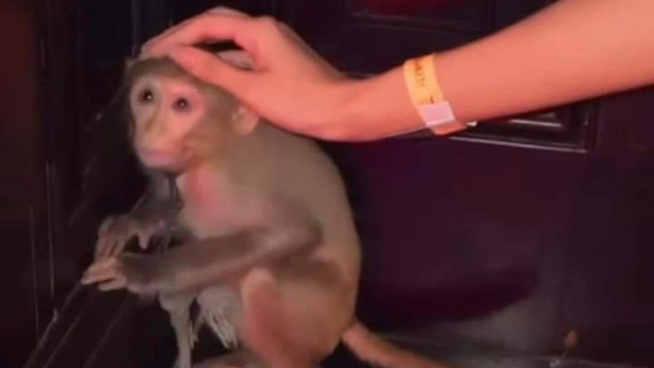 টয় রুম ক্লাব