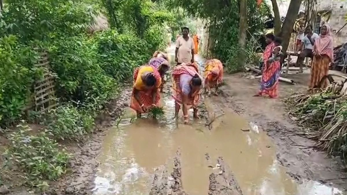 ধানগাছ লাগিয়ে প্রতিবাদ গ্রামবাসীদের ধানগাছ লাগিয়ে প্রতিবাদ গ্রামবাসীদের