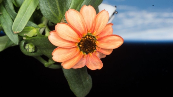 image of Zinnia flower in space