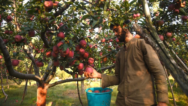  India Apple Production