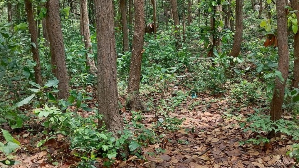 Barbil Barbil