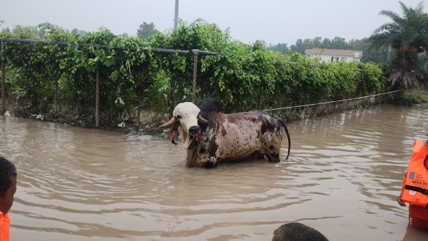 Bull Costing 1 Crore: ষাঁড়ের দাম ১ কোটি! নয়ডায় জলমগ্ন এলাকা থেকে উদ্ধার