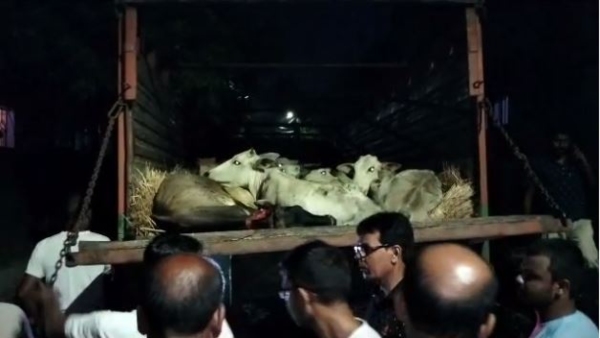 গরু পাচার রুখে দিল এলাকাবাসী গরু পাচার রুখে দিল এলাকাবাসী