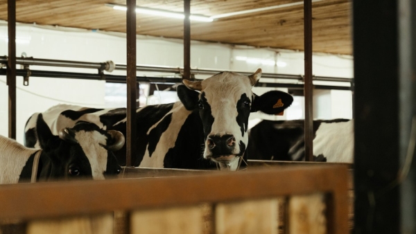 Dairy Farming Business Plan Dairy Farming Business Plan