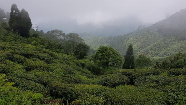 Palmajua