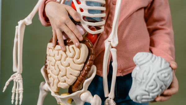 image of Human body image of Human body