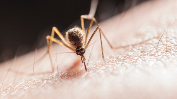 Dengue