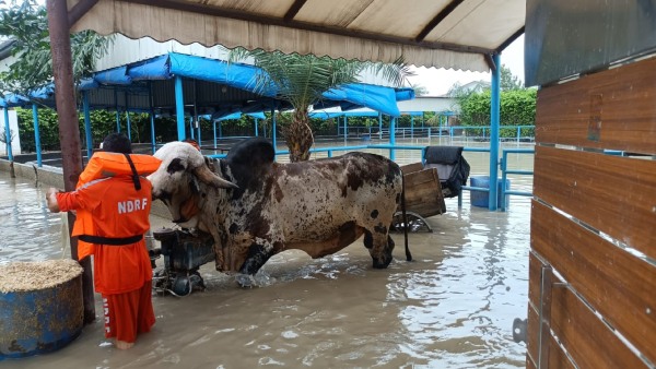 Bull Costing 1 Crore: ষাঁড়ের দাম ১ কোটি! নয়ডায় জলমগ্ন এলাকা থেকে উদ্ধার