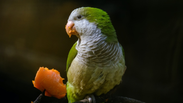 Lucky Animals For Home Lucky Animals For Home