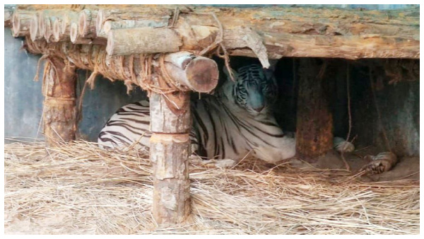 White Tiger cub in Siliguri Bengal Safary Park White Tiger cub in Siliguri Bengal Safary Park