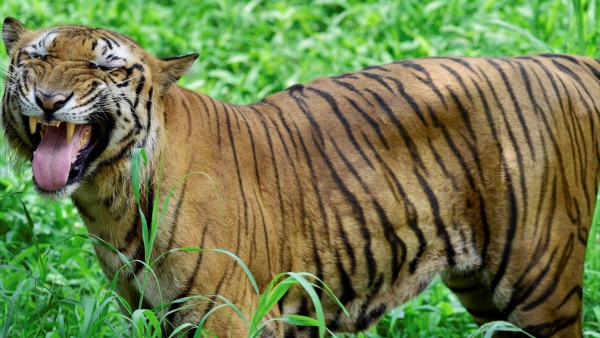 Tigers In India: রয়্যাল বেঙ্গলের উপস্থিতিতে খুশির হাওয়া বক্সায়