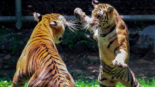 Tigers In India: রয়্যাল বেঙ্গলের উপস্থিতিতে খুশির হাওয়া বক্সায়