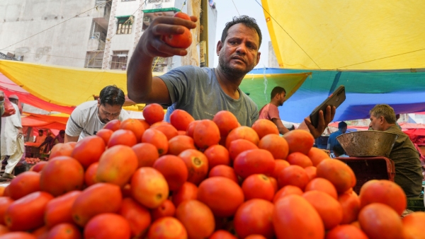 Tomato Prices Increasing Tomato Prices Increasing