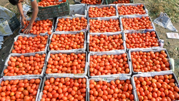 Tomato Prices Increasing Tomato Prices Increasing