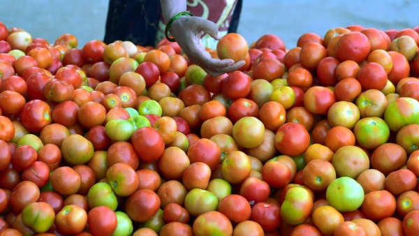 Tomato Prices Increasing