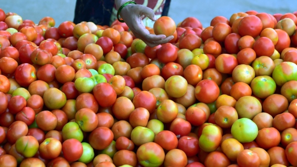 Tomato Price Rise: পণ্যবাহী গাড়ি হাইজ্যাক করে ১.৬ লক্ষ টাকায় টম্যাটো বিক্রি! 