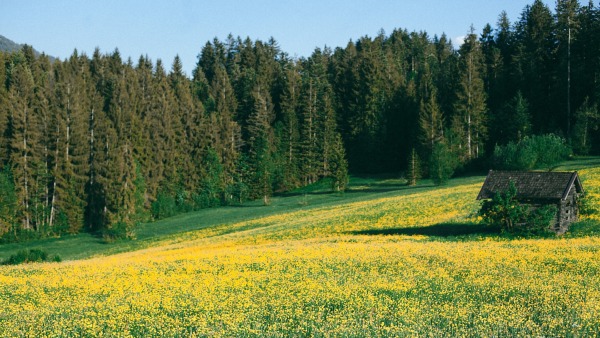 Flower Valley of Nortth Bengal Flower Valley of Nortth Bengal