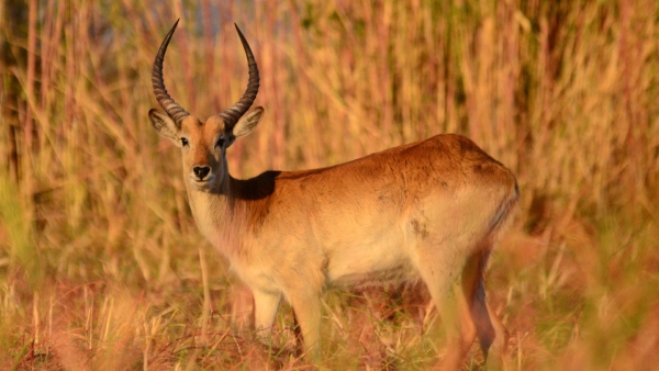 Adina Deer Park Adina Deer Park