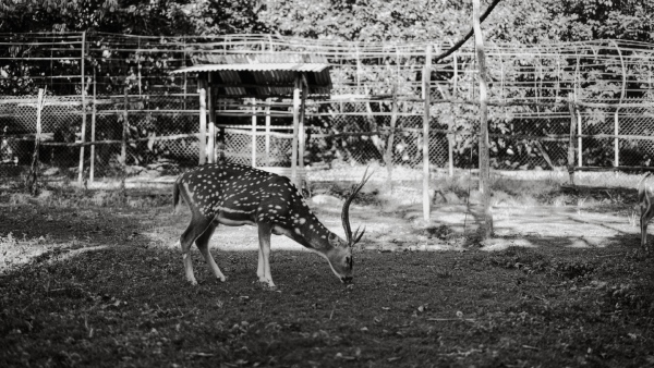 Adina Deer Park Adina Deer Park