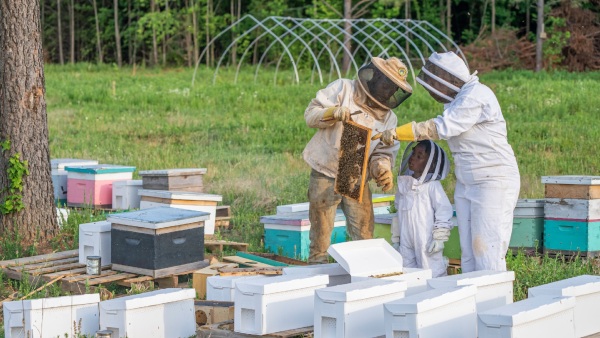 Beekeeping Business Plan