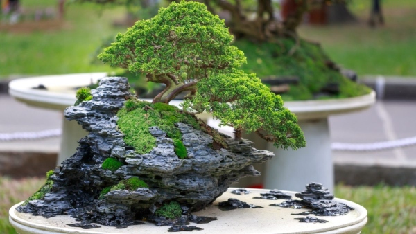 Bonsai Cultivation