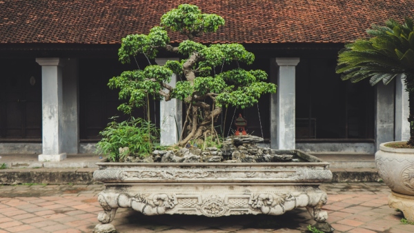 Bonsai Cultivation