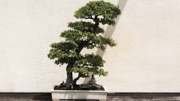 Most Expensive Plants in World