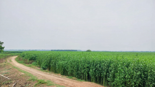বর্তির বিল