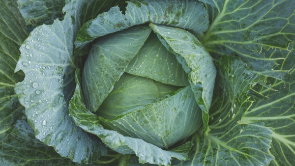 Foods For Kidney Health Foods For Kidney Health