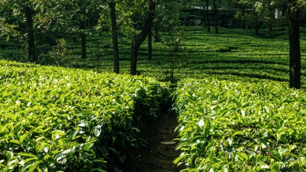 Mim Tea Garden Mim Tea Garden