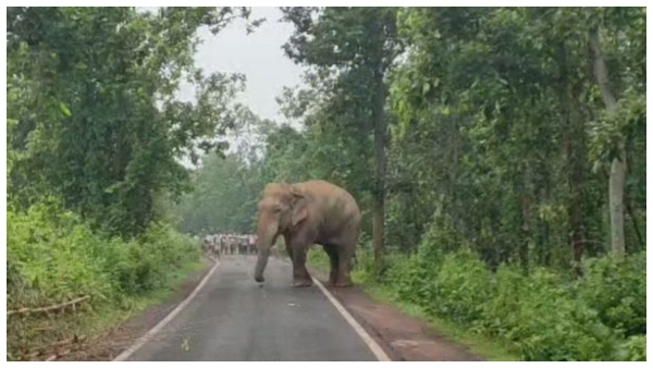 Bankura Elephant Bankura Elephant