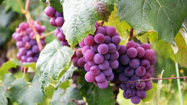 Health Benefits Of Grapes Health Benefits Of Grapes