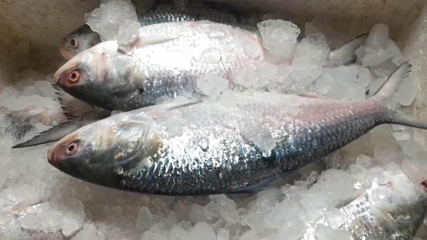 ইলিশ বলে বম্বে ইলিশ খাচ্ছেন না তো? ইলিশ বলে বম্বে ইলিশ খাচ্ছেন না তো?