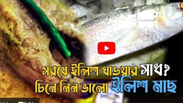 Hilsa Fish: কীভাবে চিনবেন টাটকা ইলিশ?