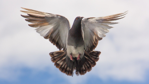 Pigeon Astro Tips Pigeon Astro Tips