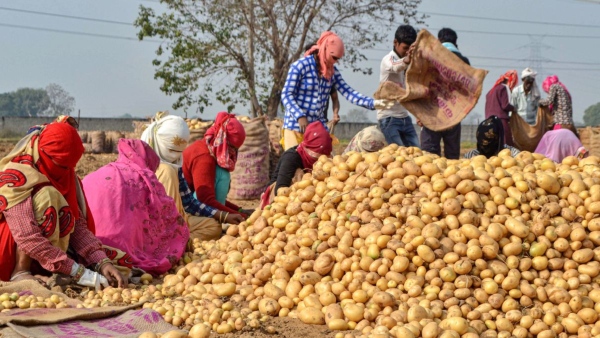 Potato Price Hike