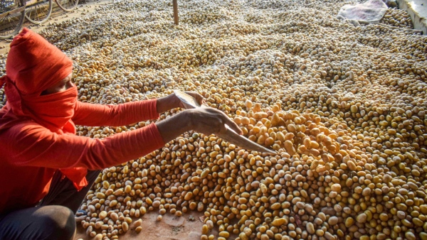 Potato Price Hike