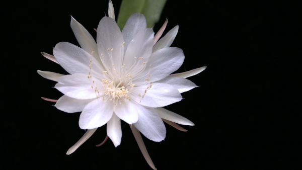 Most Expensive Plants in World - bonsai