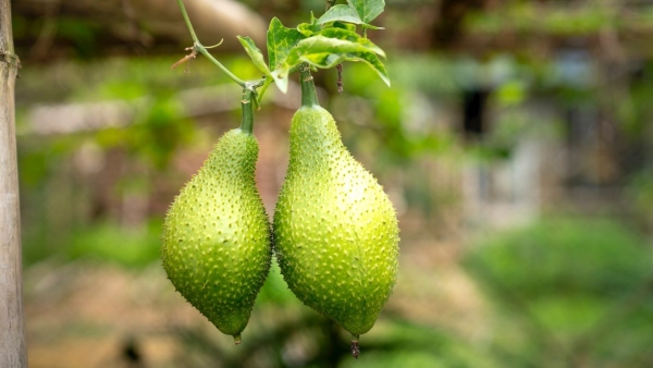 Spiny Gourd