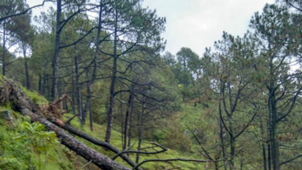 কোটি টাকায় বিক্রি হয় এই গাছ