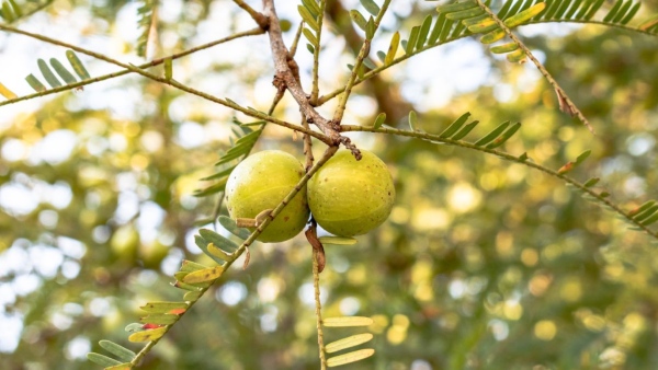 Fruits For Weight Loss Fruits For Weight Loss