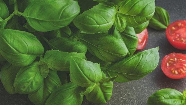 Basil Seeds Benefits Basil Seeds Benefits